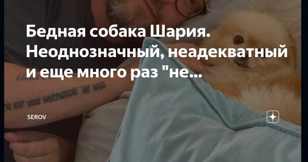 Собака Шария прикол