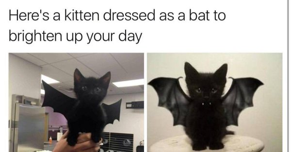 Котенок с крыльями