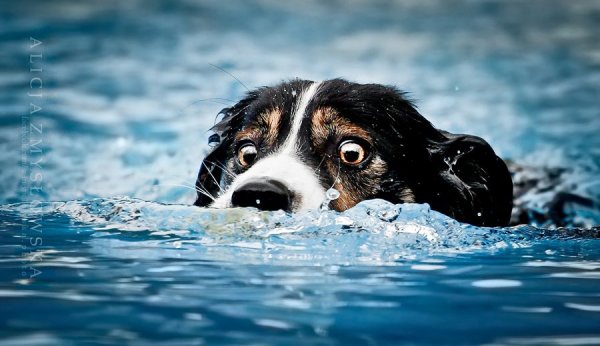 Собака тонет