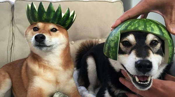 Собака с арбузом на голове