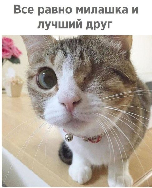 Смешные коты ржака