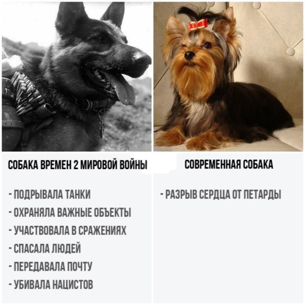 Собаки РАН ше и сейчас приколы
