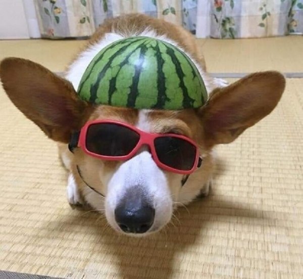Собака в шлеме из арбуза