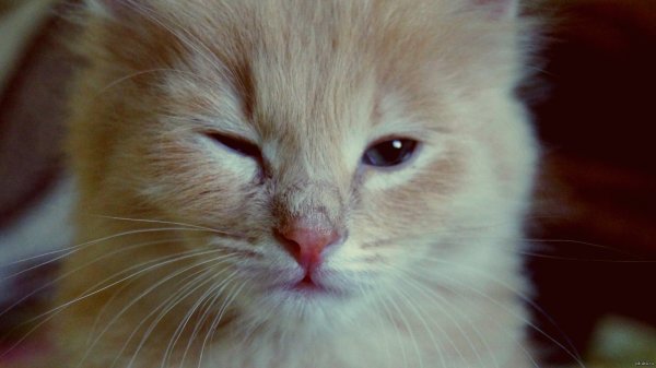 Котенок подмигивает