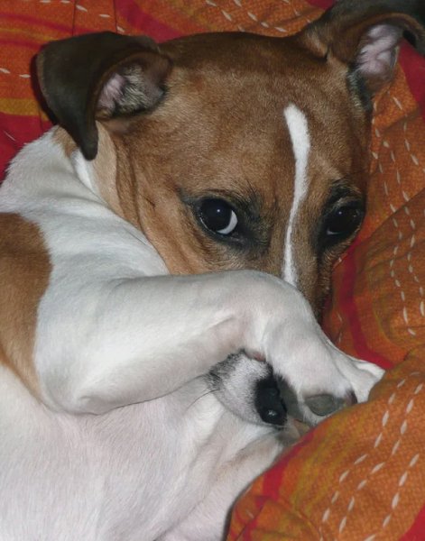 Собака с лапой на носу