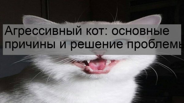 Агрессия кота