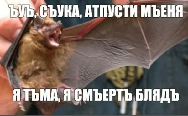Летучая мышь я смерть