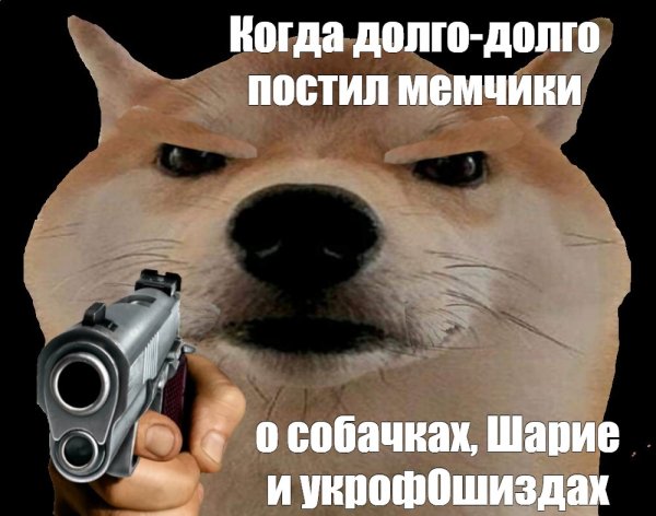 Шарий и собака