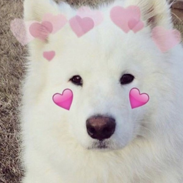 Милая собачка с сердечком