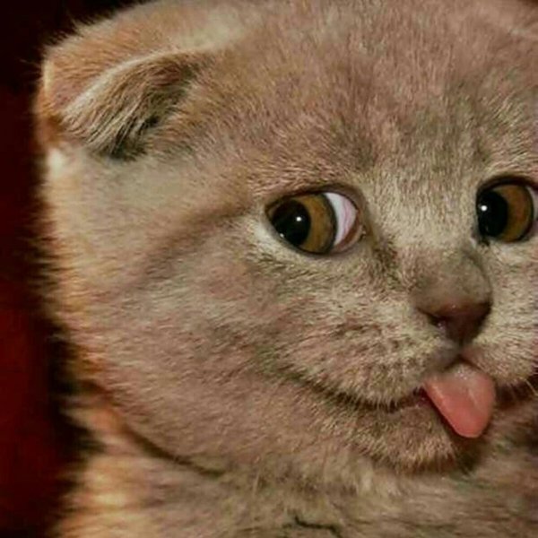 Котенок подмигивает