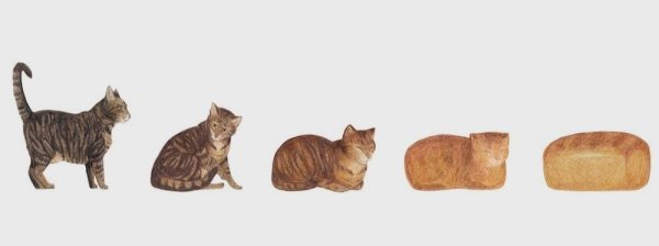 Котик в хлебе