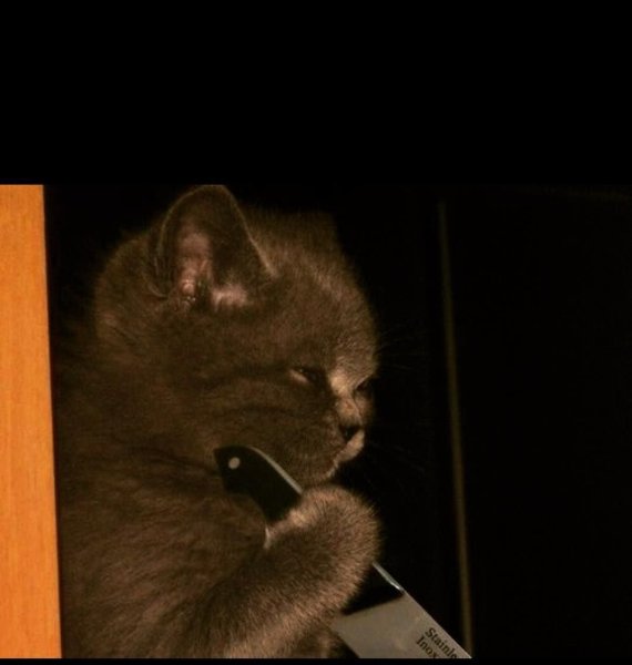 Угрожающий кот