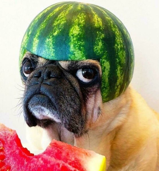 Собака с арбузом на голове