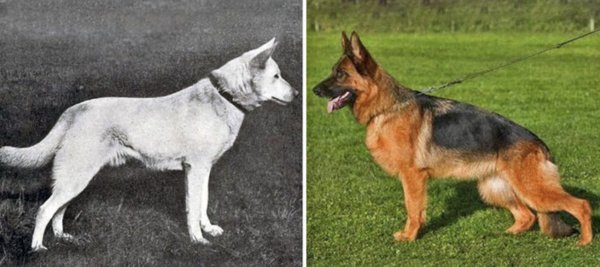 Аутбридинг немецкая овчарка