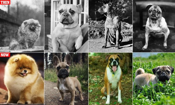 Селекция пород собак