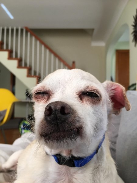 Собака подозревака