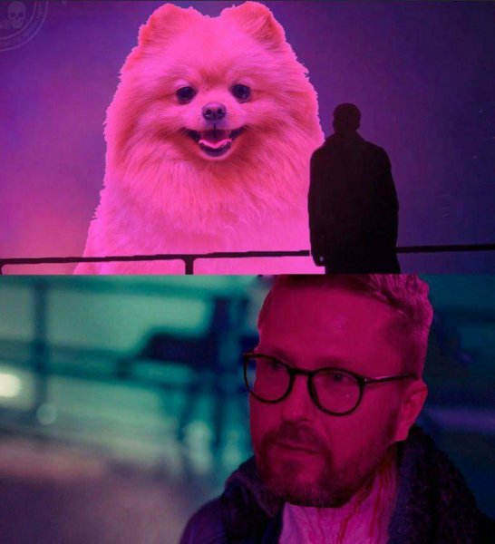 Шарий и собака