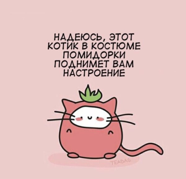 Котик томат