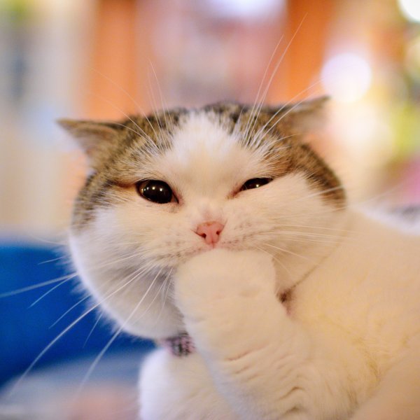 Котенок с закрытыми глазами