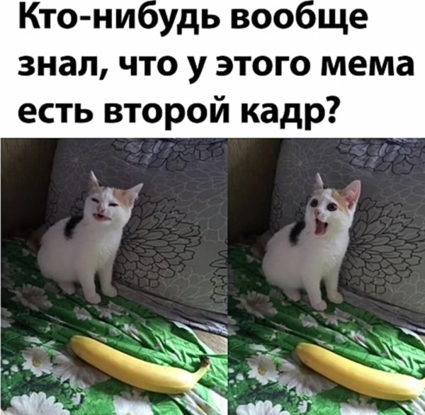 Котик в банане оригинал