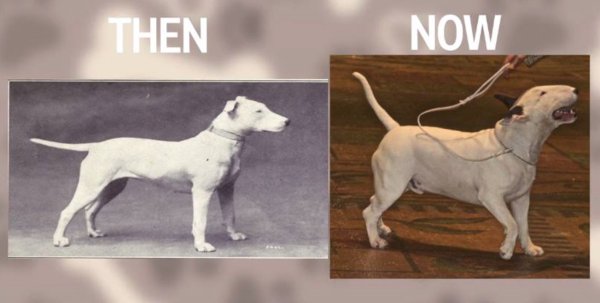 Собаки до селекции