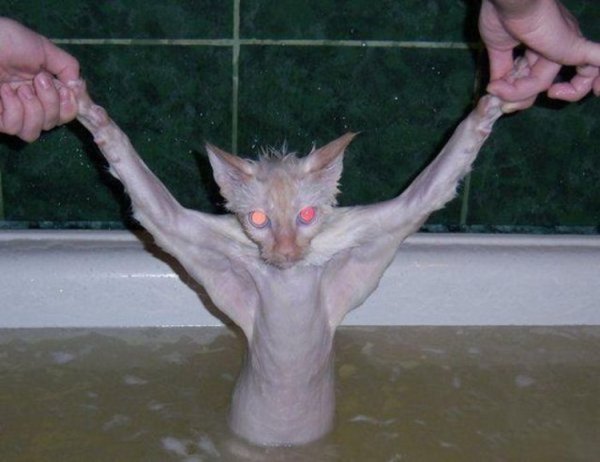 Смешные коты худые