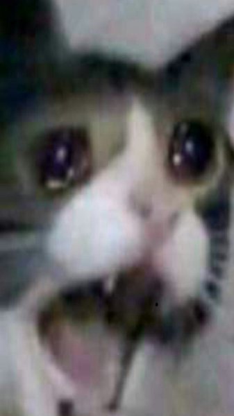 Плачущий кот кричит