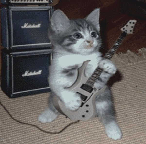Котенок с электрогитарой