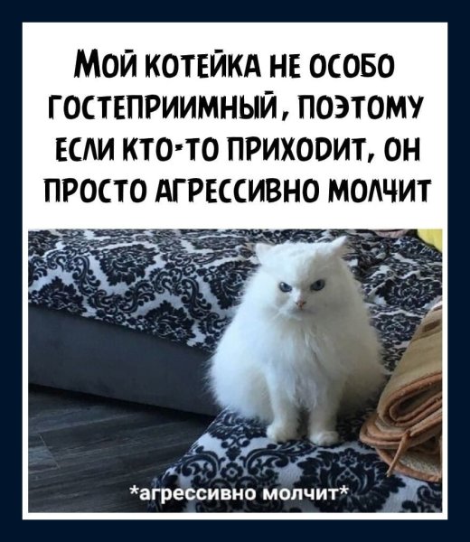 Агрессивный кот Мем