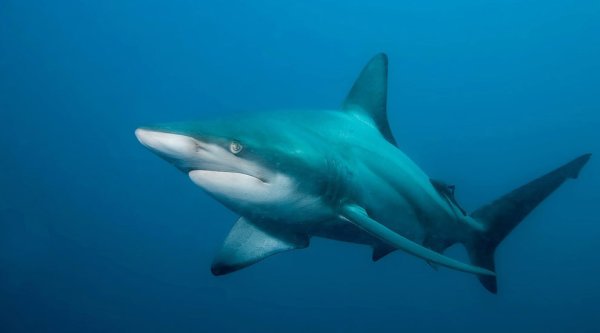 Смешная акула