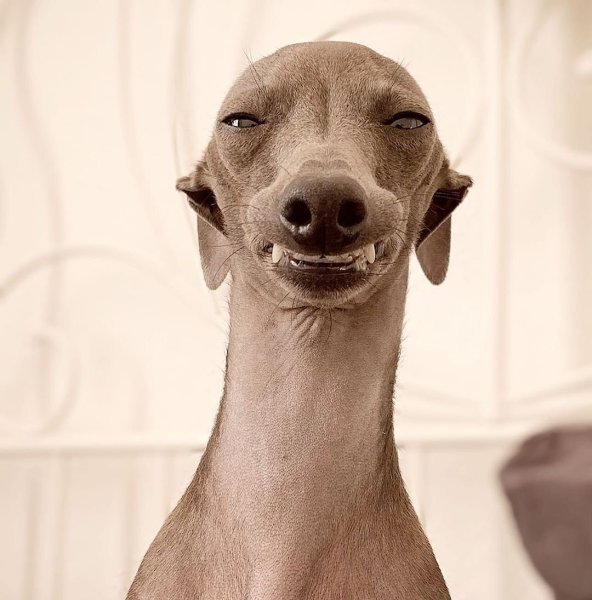 Азавак Левретка