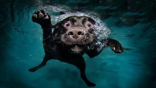 Животные под водой