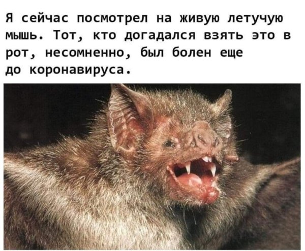 Летучая мышь мемы