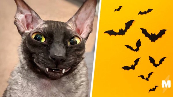 Кот вампир Корниш рекс