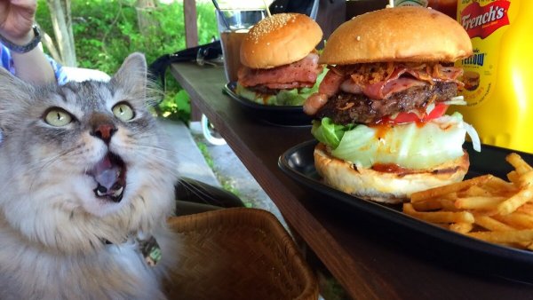 Кот гамбургер