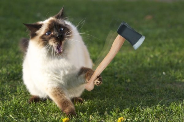 Кот с топопором