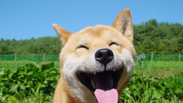 Собака улыбака