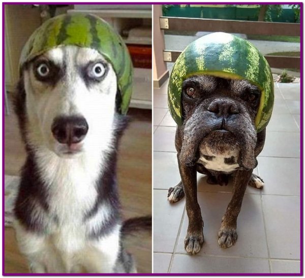 Пес с арбузом на голове