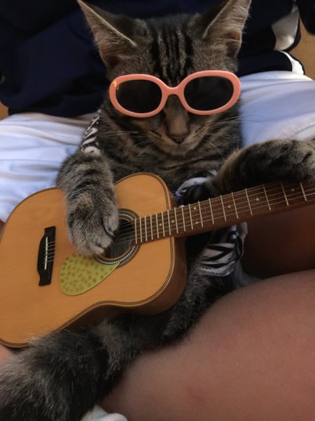Котик с гитарой