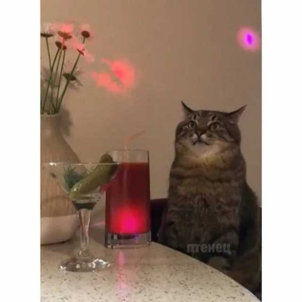 Кот с бокалом Мем