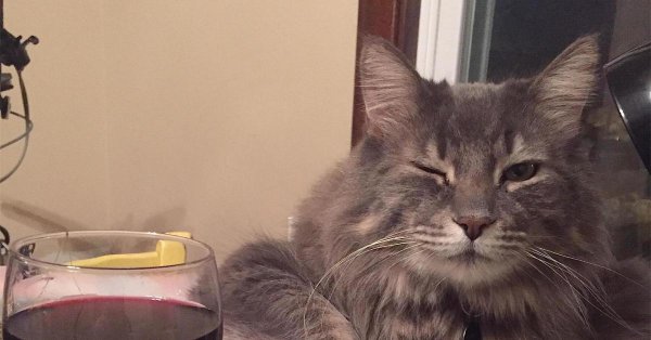 Кот с бокалом вина