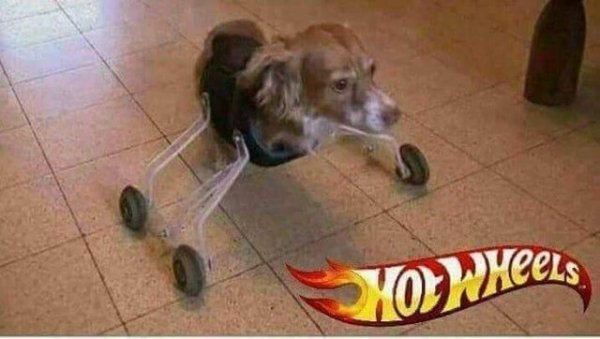 Собака инвалид на колесах