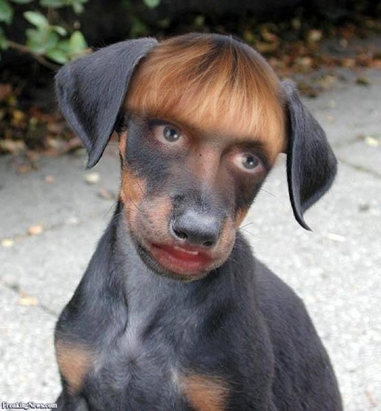 Смешные собаки