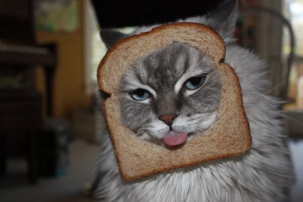 Кошка в хлебушке