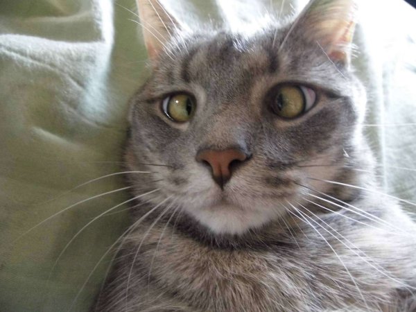 Косоглазие у кошек