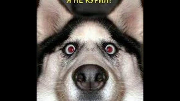 Морда собаки