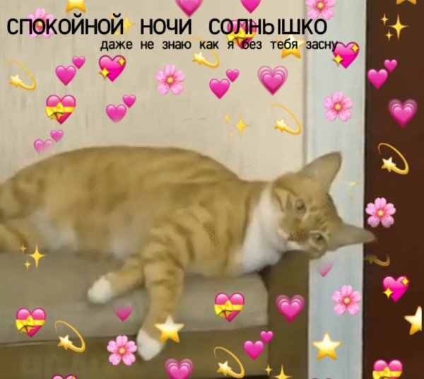 Милые пикчи с котами спокойной ночи
