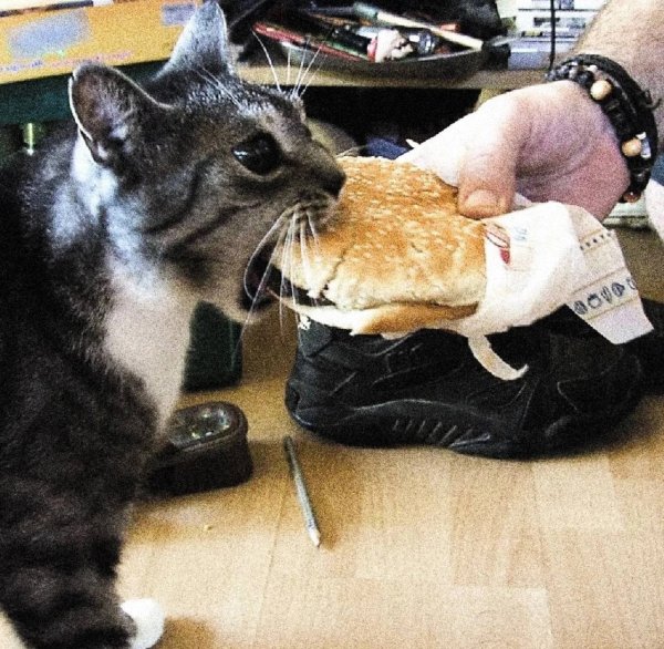 Кот бутерброд