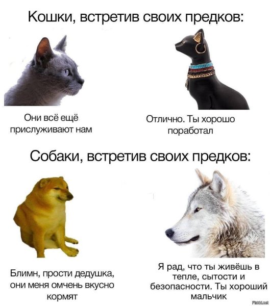 Мемы про собак и кошек