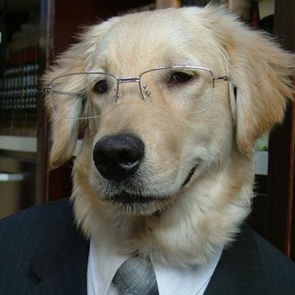 Собака профессор